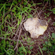 Illustration for article titled Shooting Challenge Fall Leaves Gallery 2